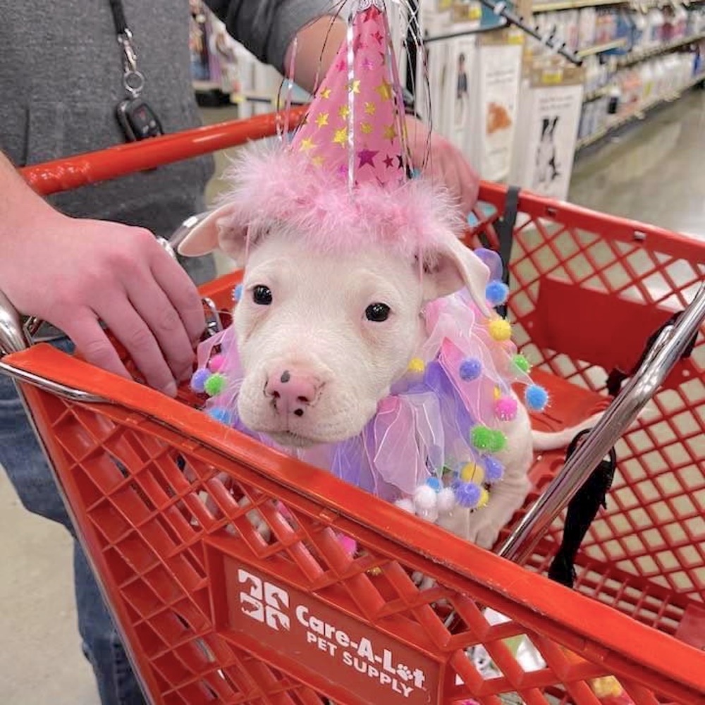 THANK YOU DOG GIFT